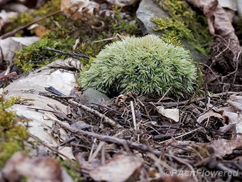 Dry moss patch